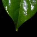 صورة Tetrapterys tinifolia Triana & Planch.