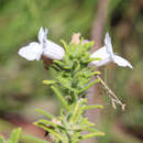 Image of Chloanthes parviflora Walp.