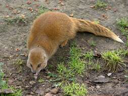 Image of Yellow Mongoose