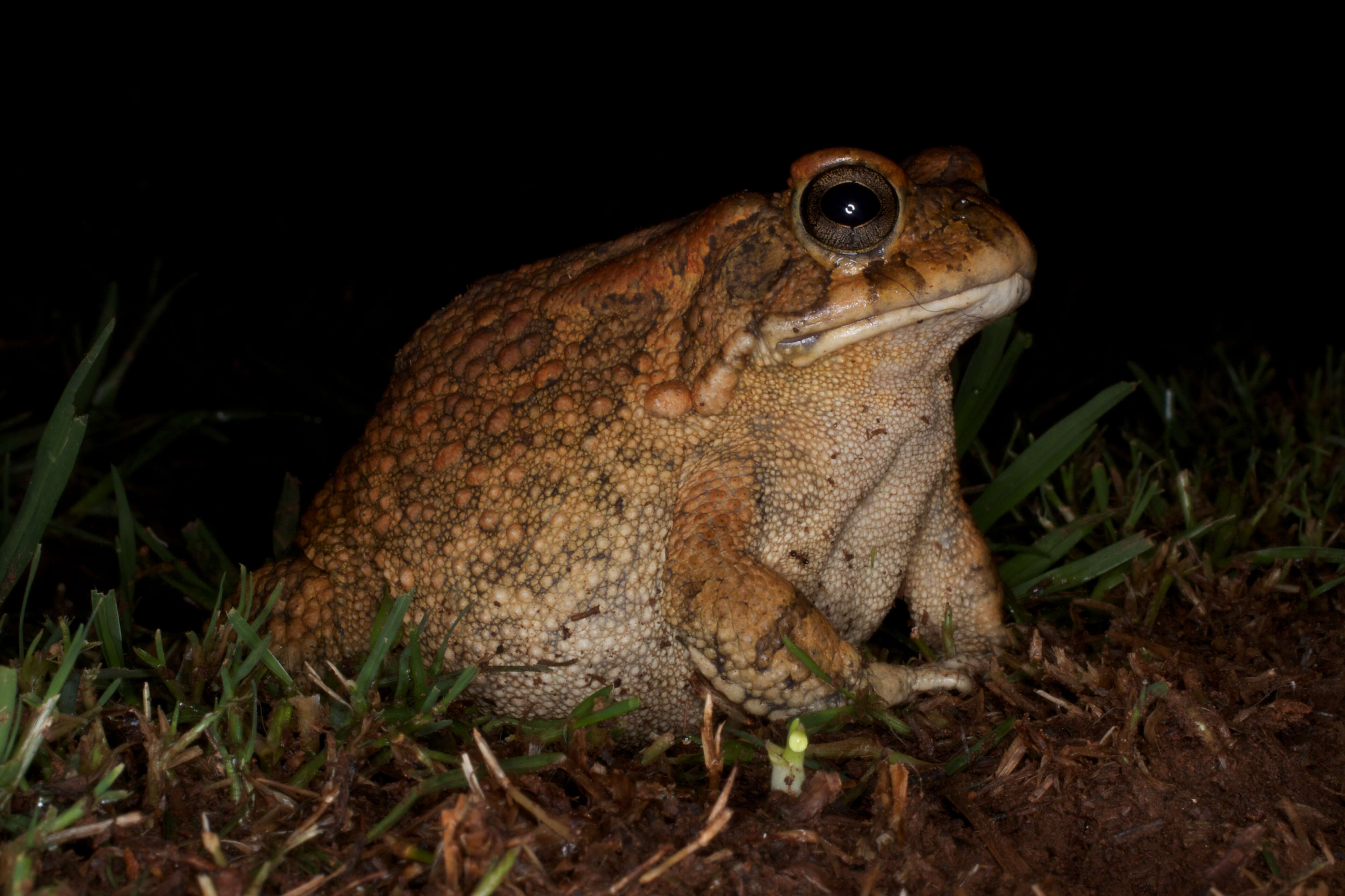 Image de Sclerophrys Tschudi 1838