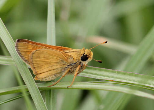 Atalopedes campestris Boisduval 1852 resmi