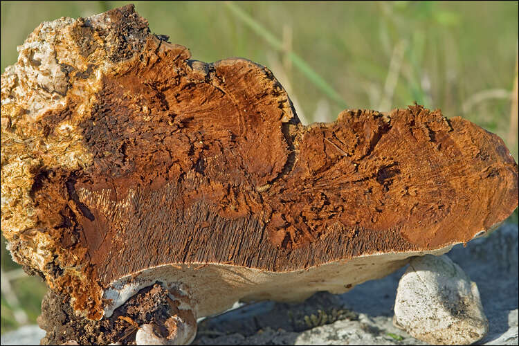 Image of Ganoderma