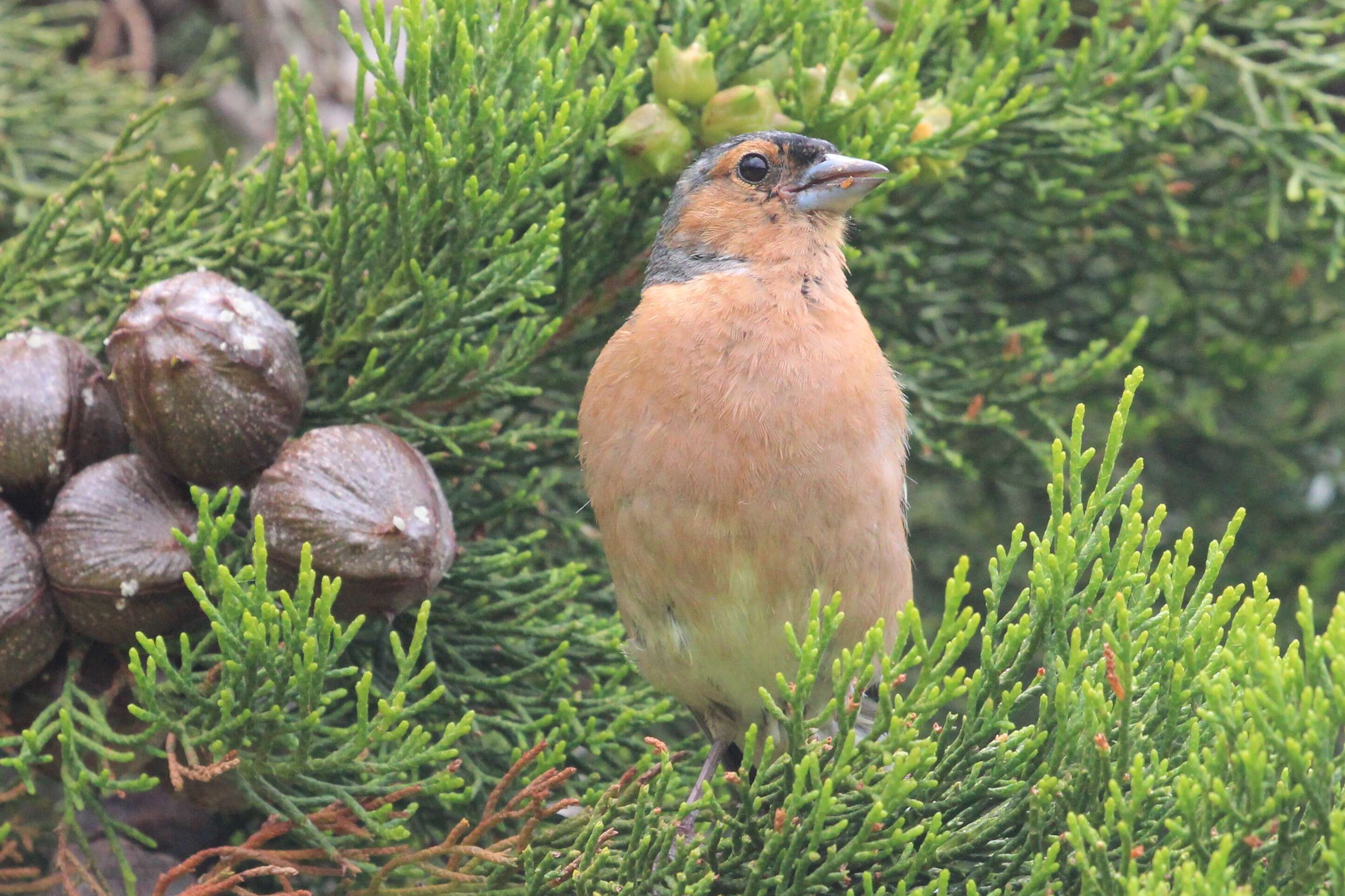 Imagem de Fringilla Linnaeus 1758