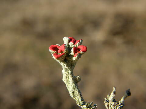 Image of Florke's cup lichen