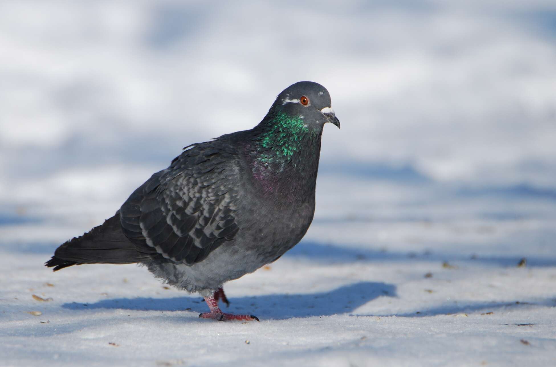 Image of Columba Linnaeus 1758