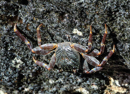 Image of Natal lightfoot crab