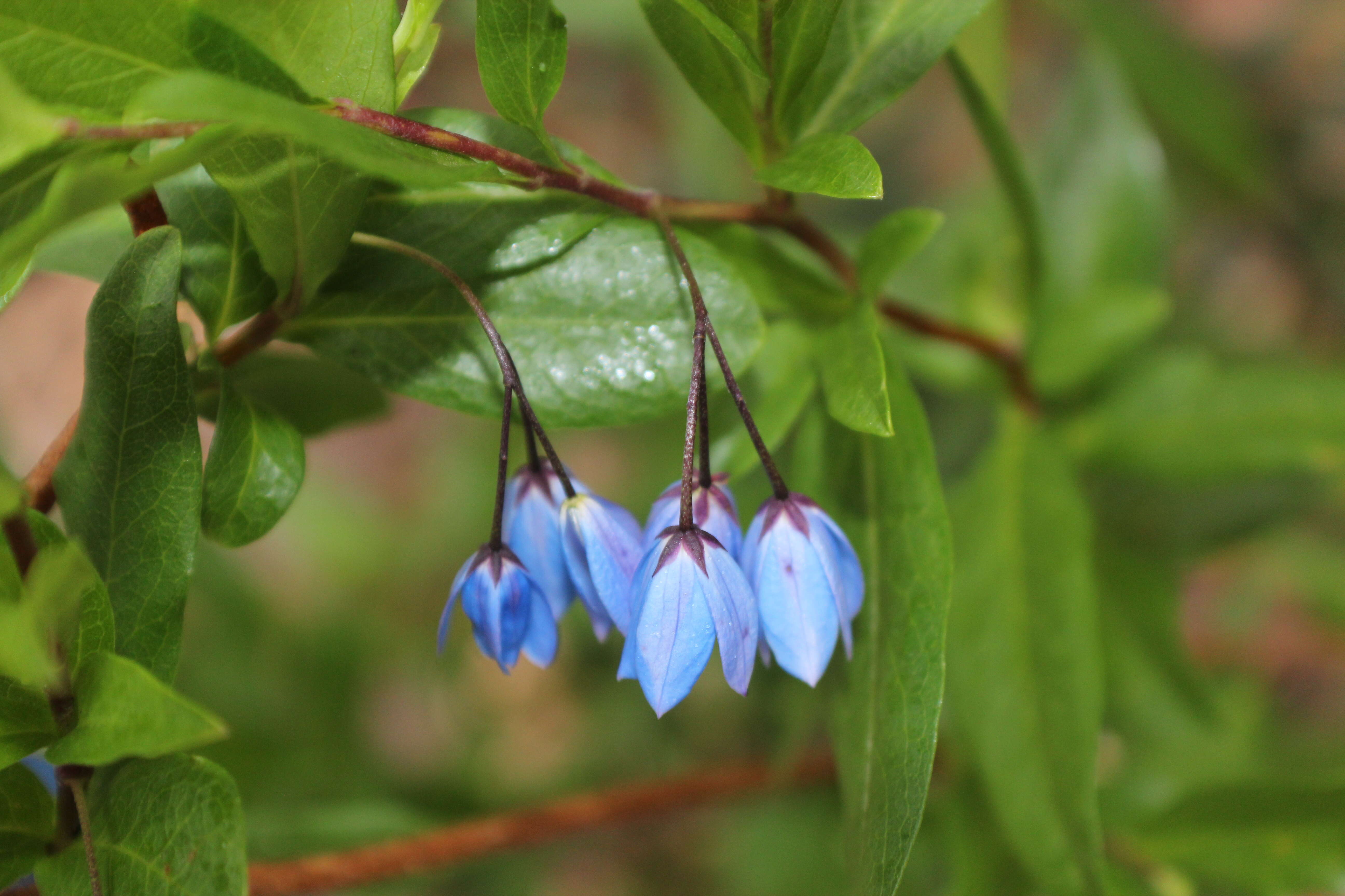 Image of Billardiera