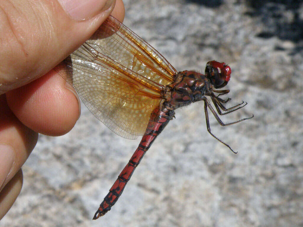 Image of Rock Skimmers