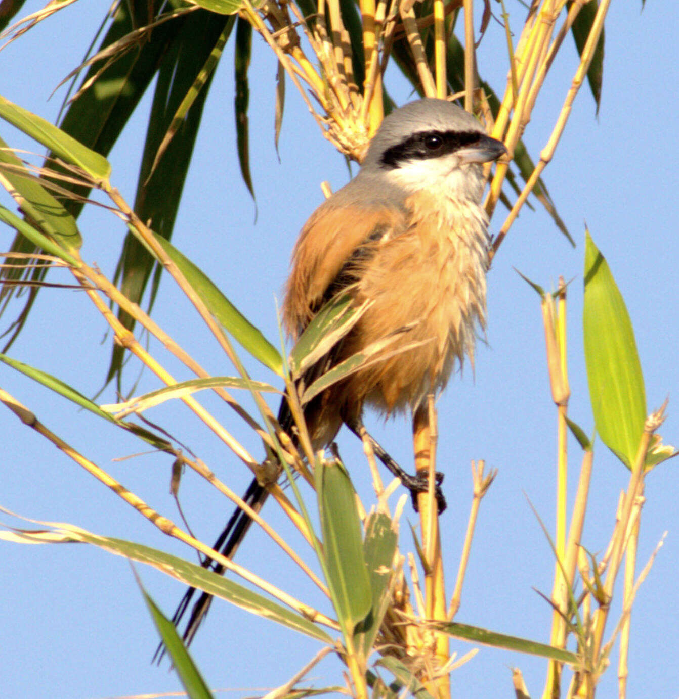 Image of Long-tailed Shrike