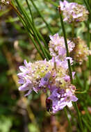 Image of thrift seapink