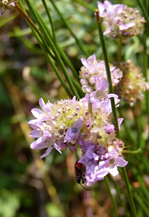 Image of Sea Pinks