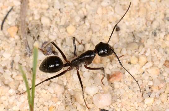 Image of Camponotus molossus Forel 1907