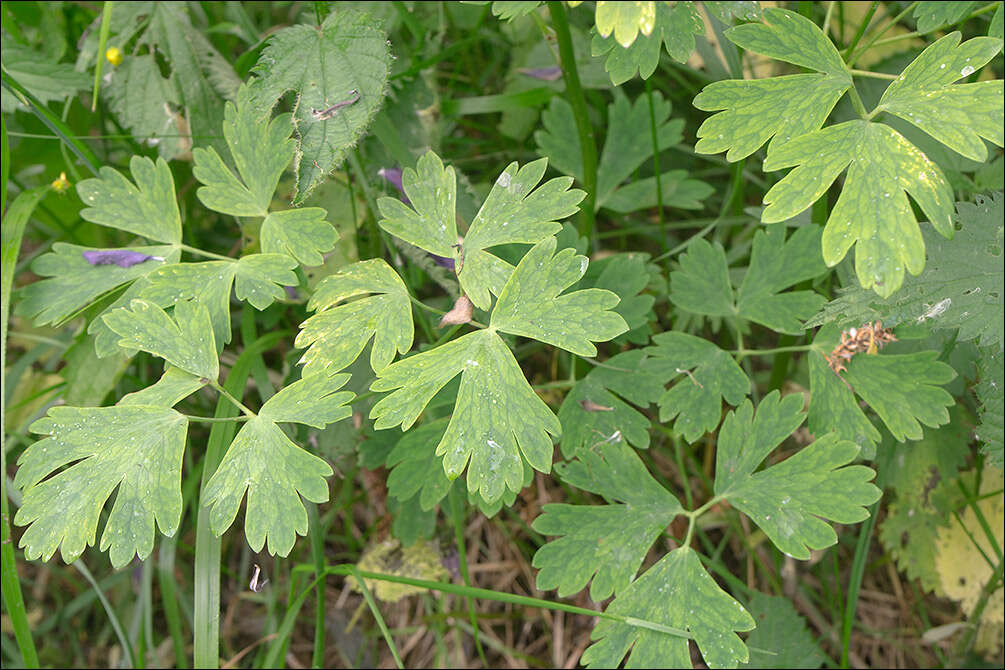 Image of columbine