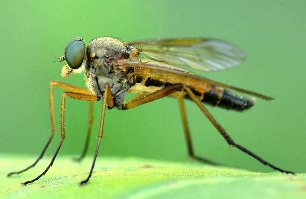 Image of snipe flies