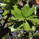 Image of Plumeria bracteata