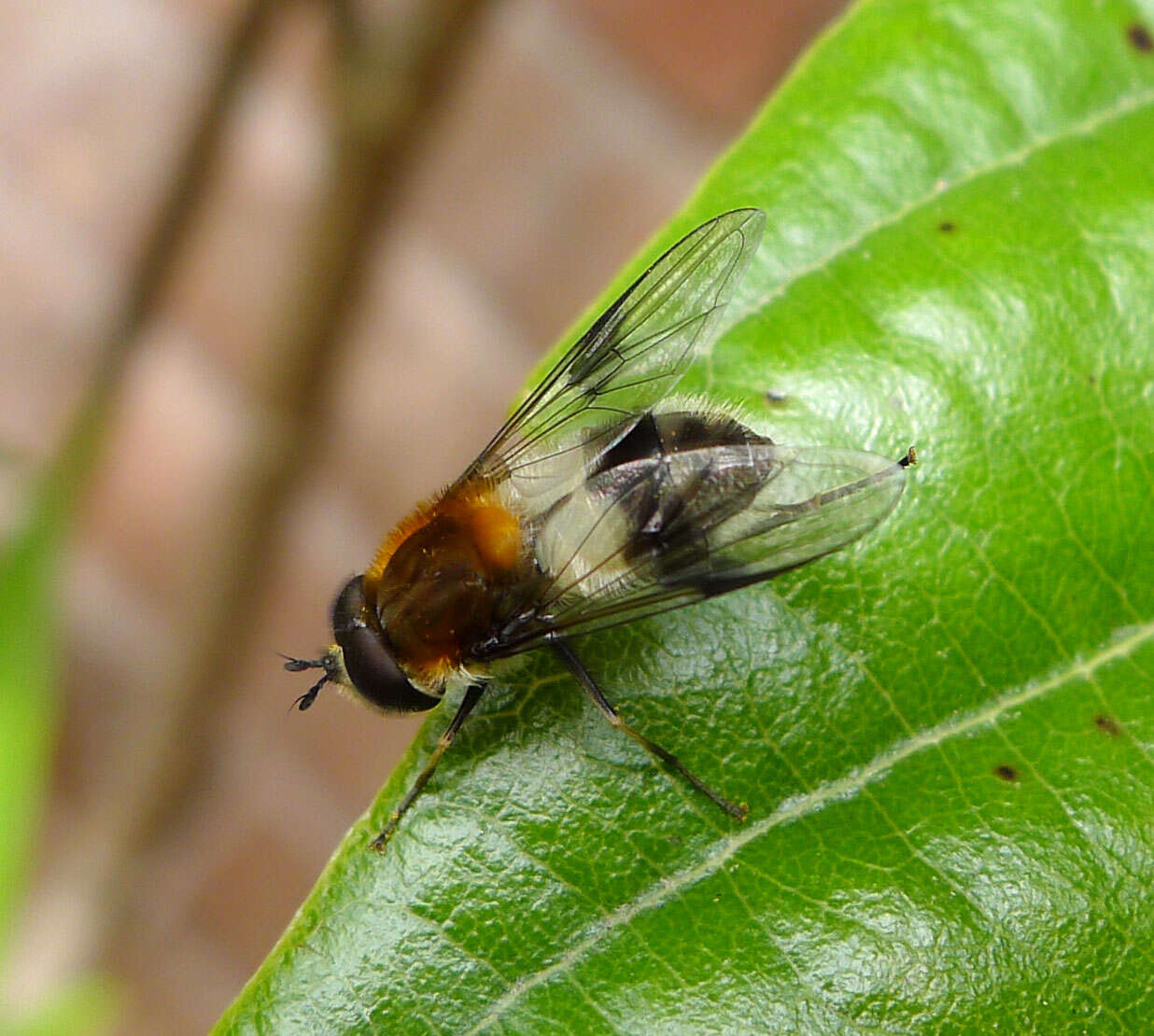 Leucozona lucorum (Linnaeus 1758) resmi