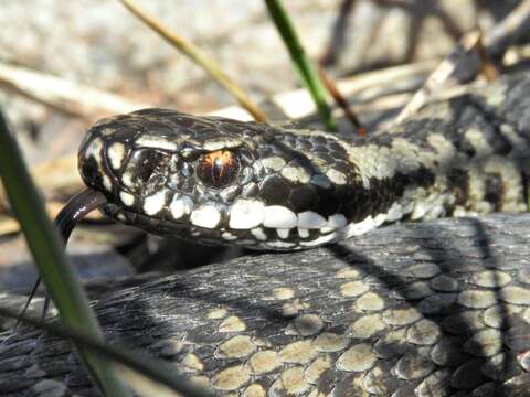 Imagem de Vipera berus (Linnaeus 1758)