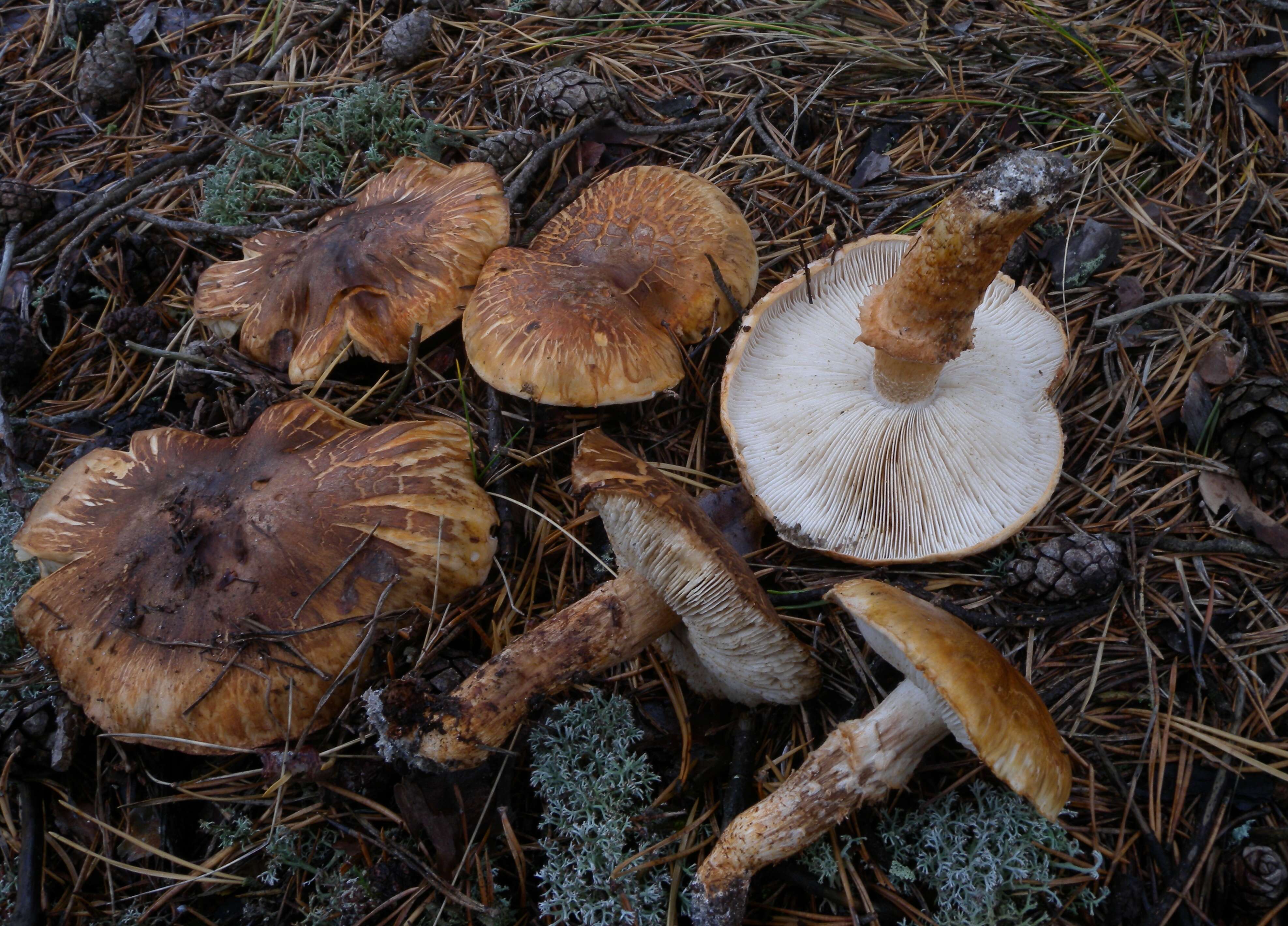 Image of Tricholoma focale (Fr.) Ricken 1914