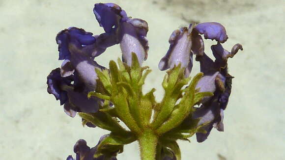 Image of Vitex rufescens A. Juss.