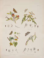 Image of Cleora decisaria Walker 1866