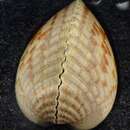 Image of Atlantic giant cockle