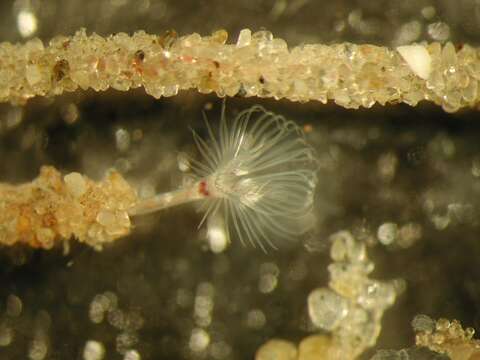 Image of horseshoe worms