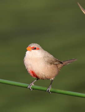 Image of Common Waxbill