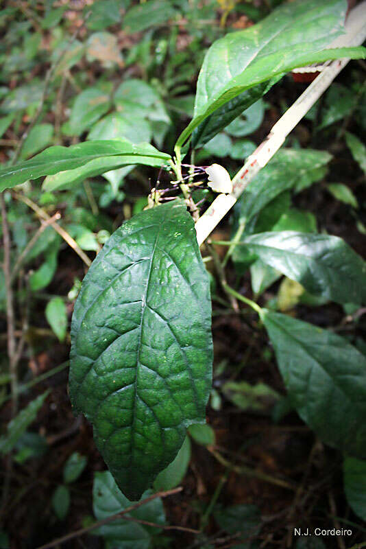 Image of dorstenia