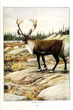 Image of Southern Mountain Caribou DPS