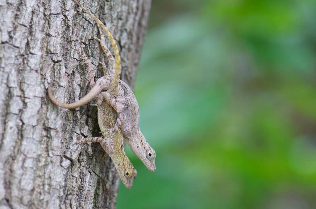 Image of Bark anole