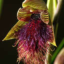 Image of Purple beard orchid