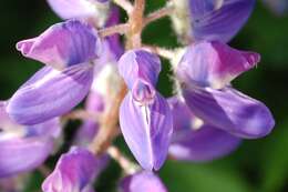 Image of broadleaf lupine