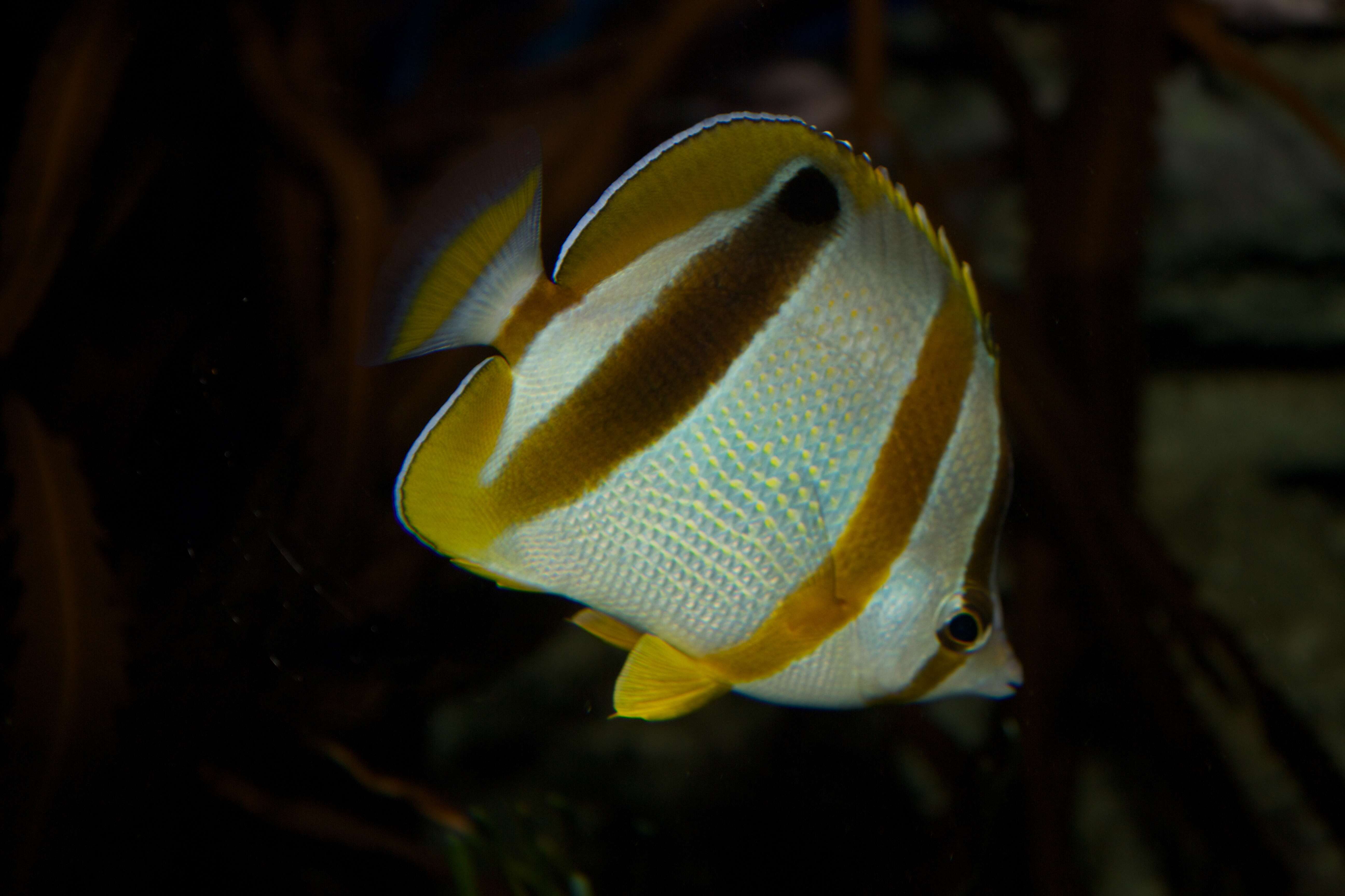 Image of Double sash butterflyfish