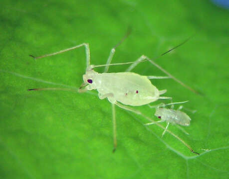 Macrosiphum (Macrosiphum) vancouveriae Jensen 2000的圖片