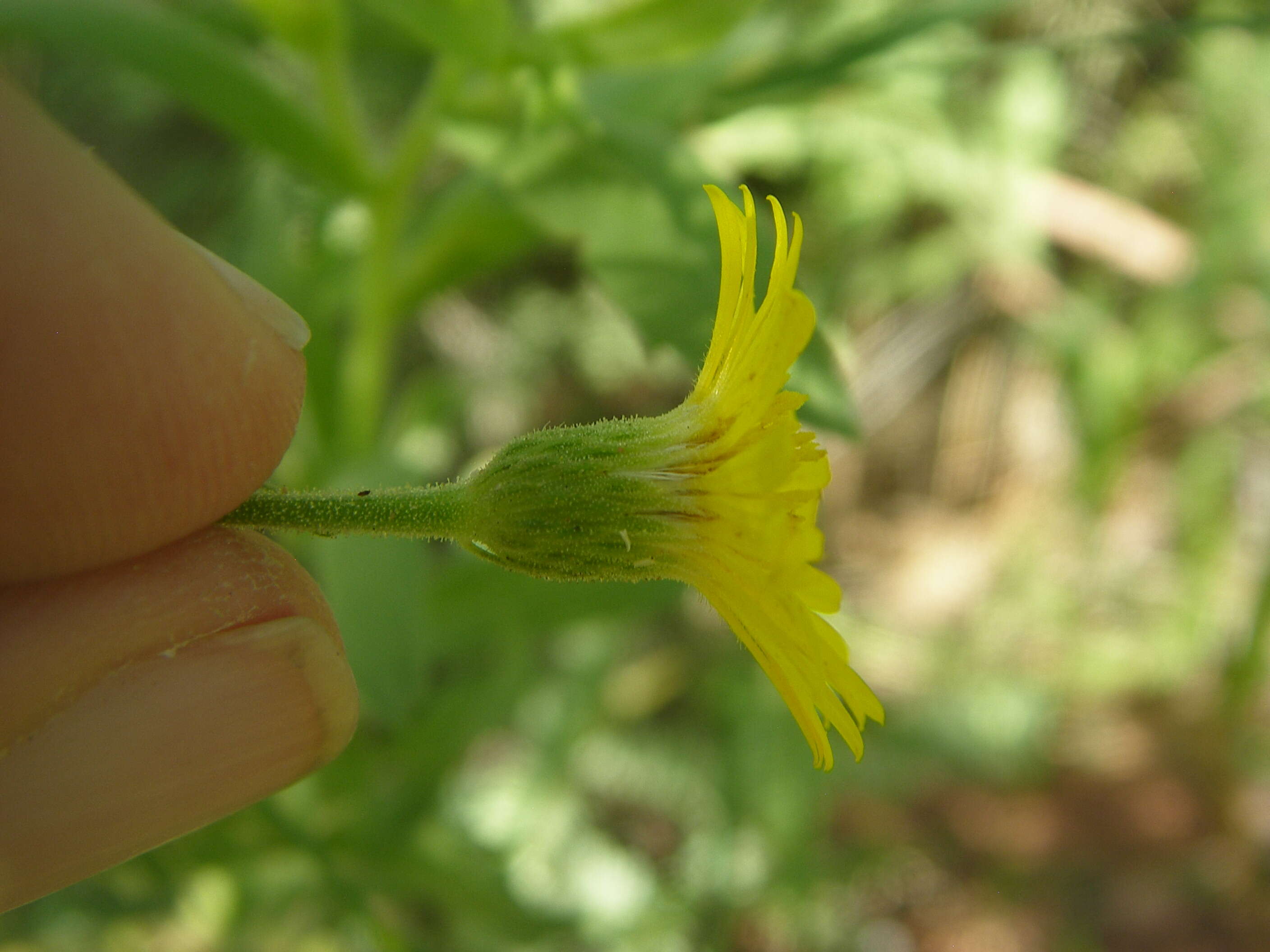 Image of false goldenaster