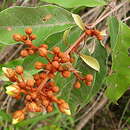 صورة Vismia guianensis (Aubl.) DC.