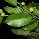 Image de Ficus pertusa L. fil.