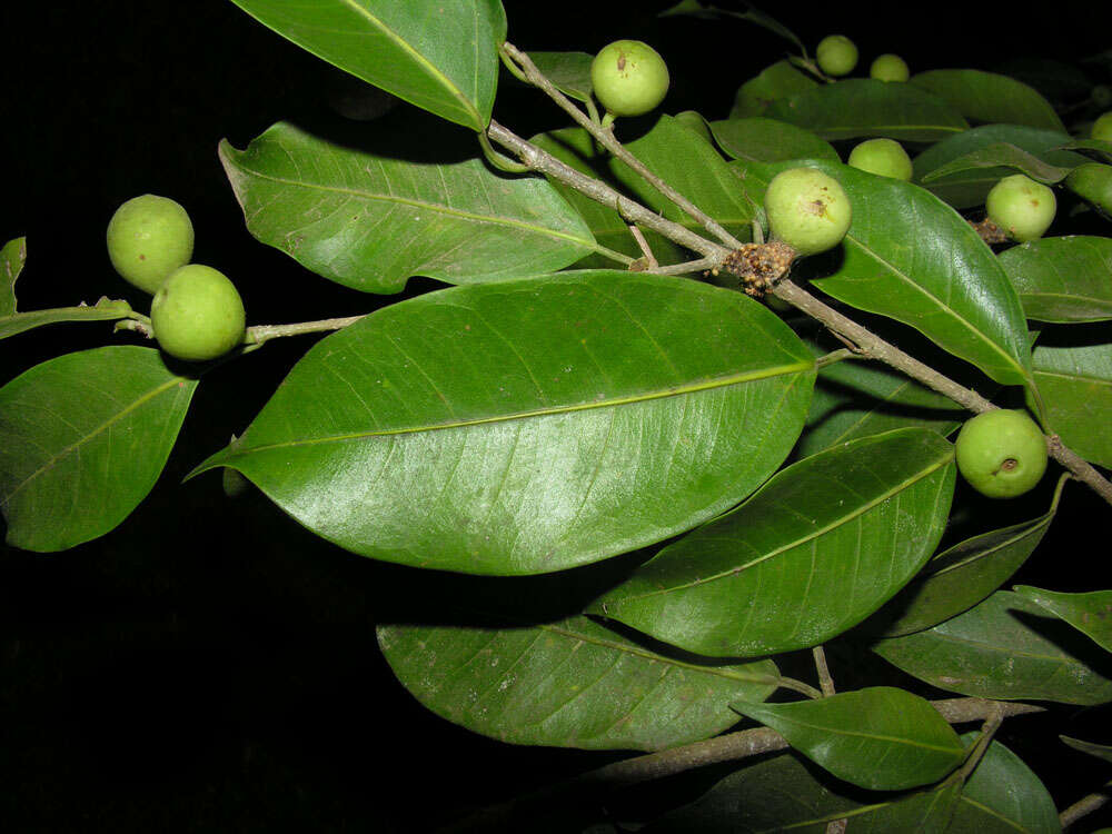 Image of Ficus pertusa L. fil.