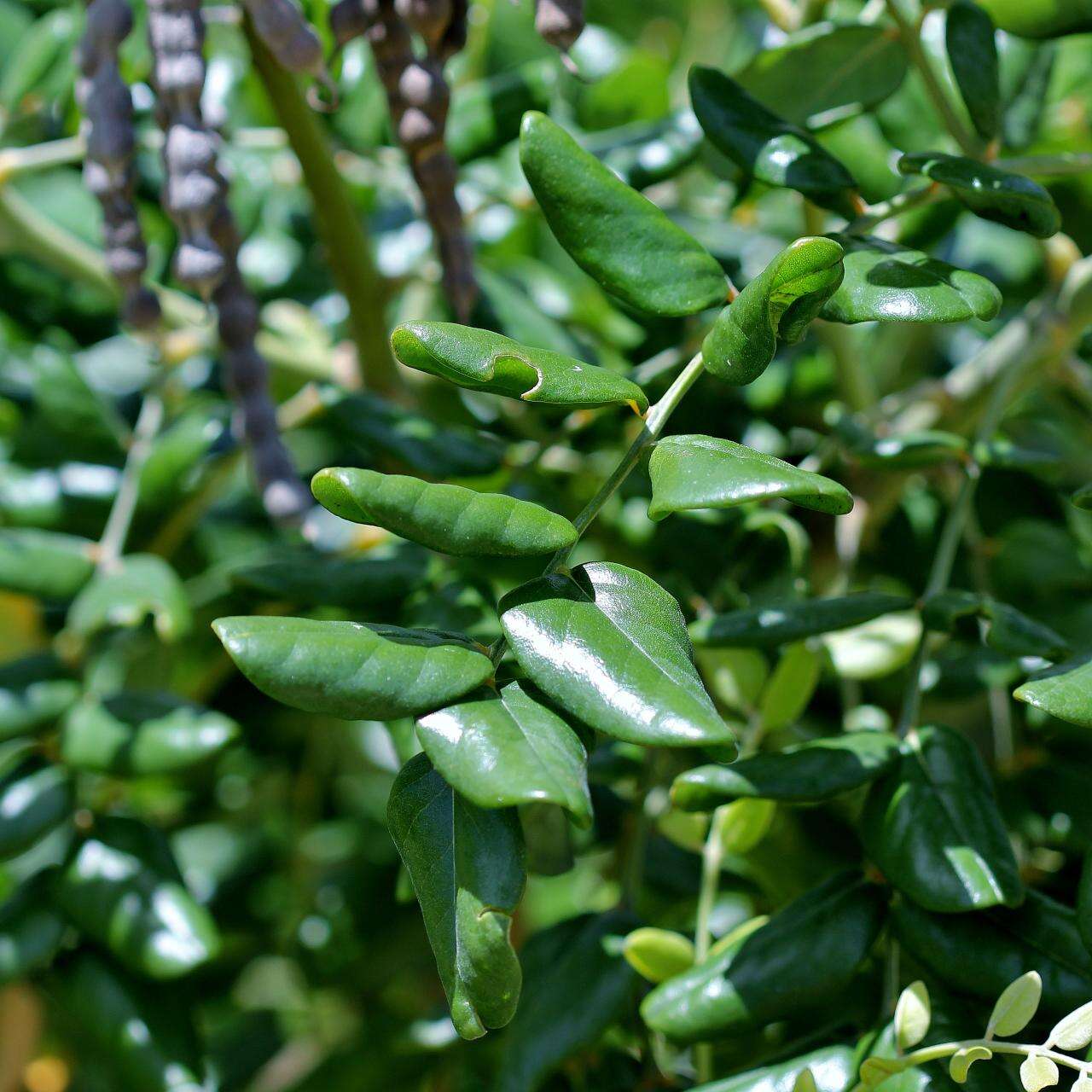 Слика од Sophora tomentosa L.