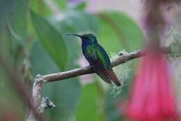 Image of Sabrewing