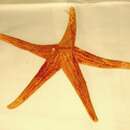 Image of smooth starfish