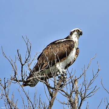 Image of ospreys