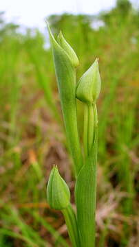 Image of Habenaria trifida Kunth