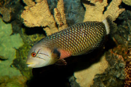 Image of Novaculichthys