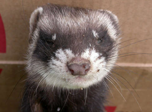 Image of western polecat, polecat