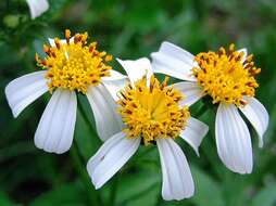 Plancia ëd Bidens alba (L.) DC.