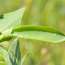 Image of Cyprus-vetch