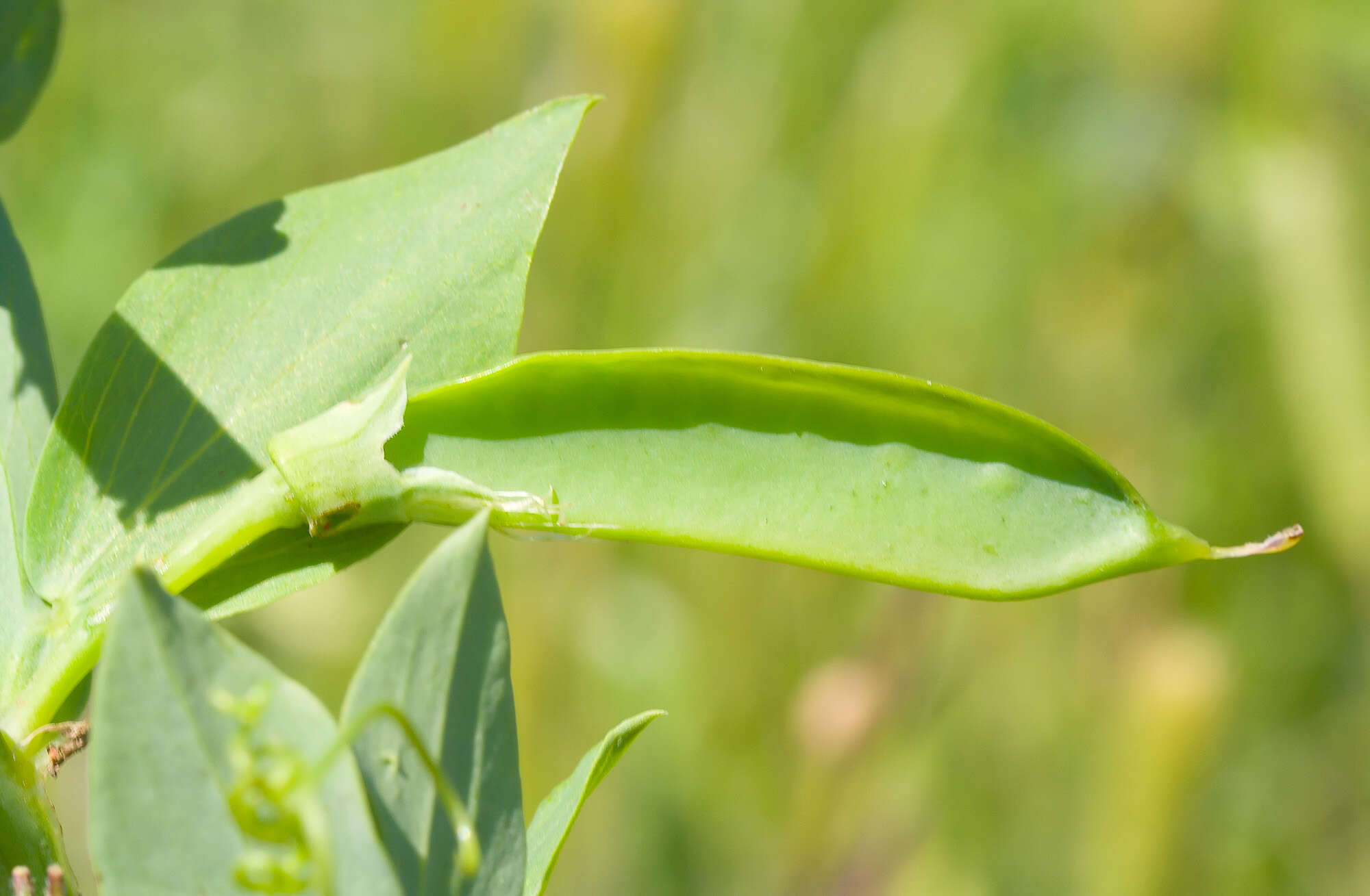 Lathyrus ochrus (L.) DC. resmi