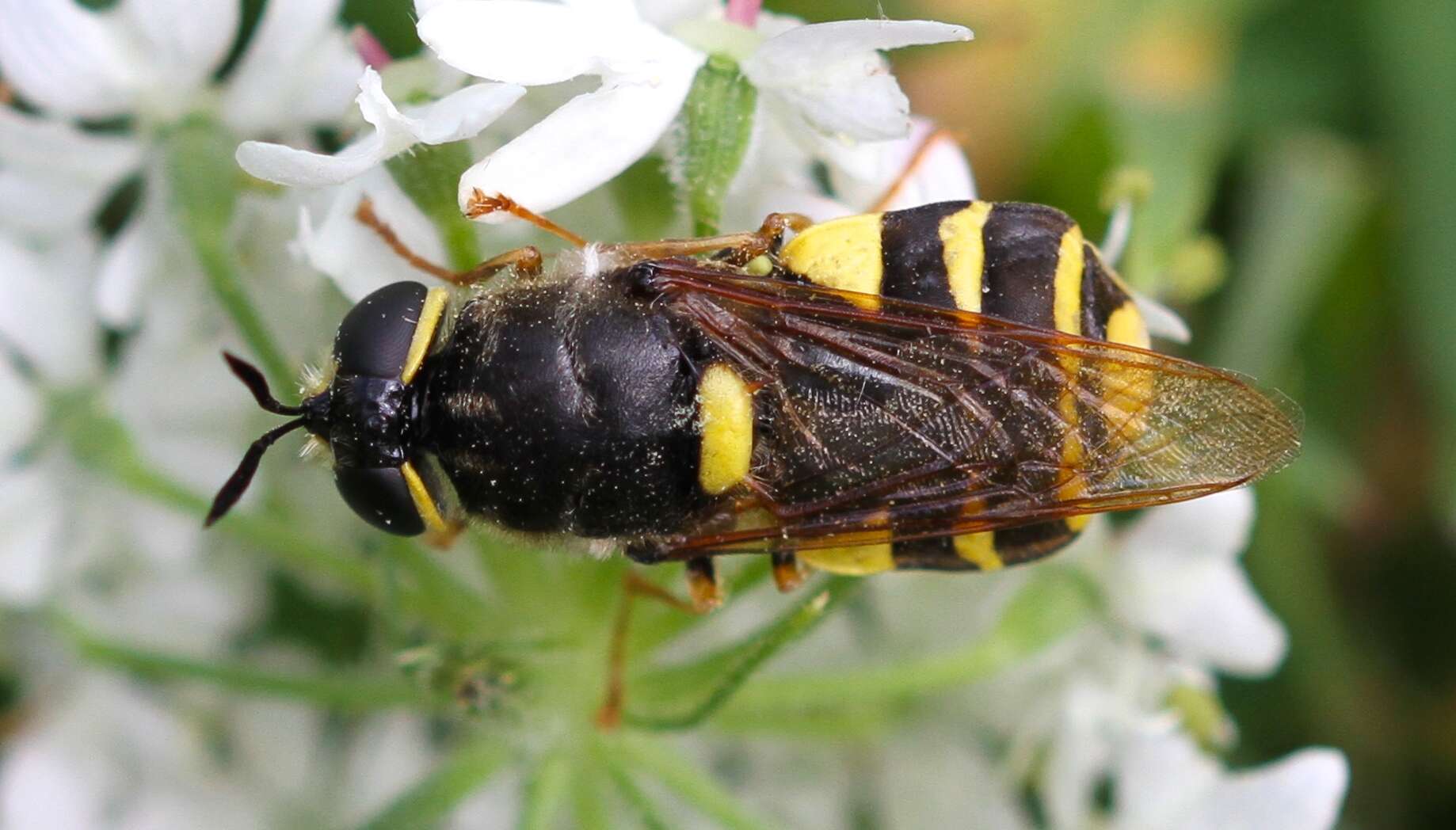 Plancia ëd Stratiomys potamida Meigen 1822