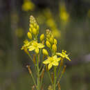 Image of Bulbine glauca (Raf.) E. M. Watson